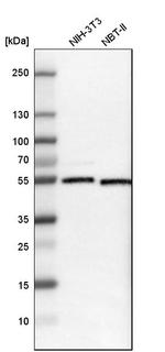 RNF14 Antibody in Western Blot (WB)