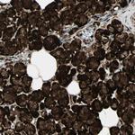 FOXJ2 Antibody in Immunohistochemistry (Paraffin) (IHC (P))