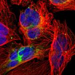 ZNF132 Polyclonal Antibody