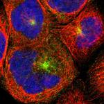 AGFG1 Polyclonal Antibody