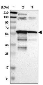 AGFG1 Antibody in Western Blot (WB)