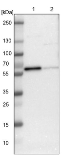 AGFG1 Antibody in Western Blot (WB)
