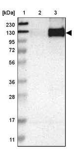 PCDHGA2 Antibody in Western Blot (WB)