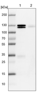 PCDHGA2 Antibody in Western Blot (WB)