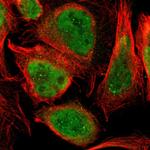 THAP12 Polyclonal Antibody