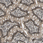 THAP12 Antibody in Immunohistochemistry (Paraffin) (IHC (P))