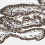 THAP12 Antibody in Immunohistochemistry (Paraffin) (IHC (P))