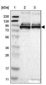 THAP12 Antibody in Western Blot (WB)