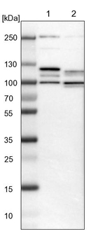 THAP12 Antibody in Western Blot (WB)