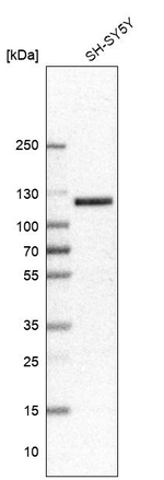 Chromogranin B Antibody in Western Blot (WB)