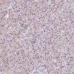 v-Myb Polyclonal Antibody