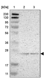 PDDC1 Antibody in Western Blot (WB)