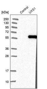 UXS1 Antibody in Western Blot (WB)