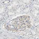 Neurofascin Antibody in Immunohistochemistry (Paraffin) (IHC (P))