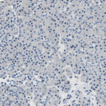 Neurofascin Polyclonal Antibody