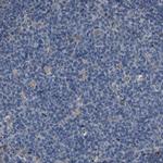 GRAMD1A Antibody in Immunohistochemistry (Paraffin) (IHC (P))