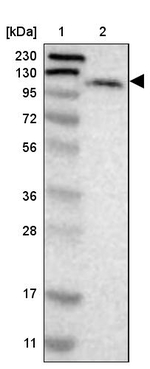 LONP2 Antibody in Western Blot (WB)