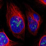 URB2 Polyclonal Antibody