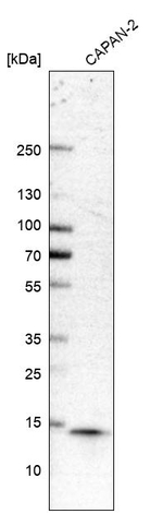 COTL1 Antibody in Western Blot (WB)