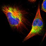 FNDC3A Antibody in Immunocytochemistry (ICC/IF)