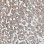 FNDC3A Antibody in Immunohistochemistry (Paraffin) (IHC (P))