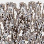 FNDC3A Antibody in Immunohistochemistry (Paraffin) (IHC (P))