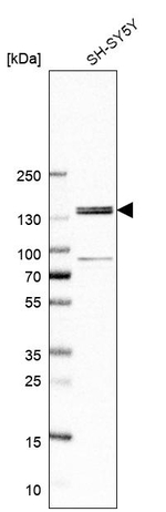 FNDC3A Antibody in Western Blot (WB)