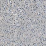 ICAM-5 Antibody in Immunohistochemistry (IHC)