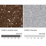 ICAM-5 Antibody