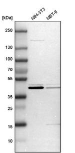 CCDC104 Antibody in Western Blot (WB)