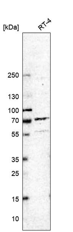JPH1 Antibody in Western Blot (WB)