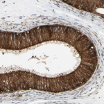 FAM213A Antibody in Immunohistochemistry (Paraffin) (IHC (P))