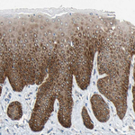 FAM213A Antibody in Immunohistochemistry (Paraffin) (IHC (P))