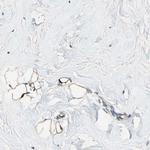 FAM213A Antibody in Immunohistochemistry (IHC)
