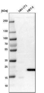 FAM213A Antibody in Western Blot (WB)