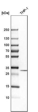 TPM3 Antibody in Western Blot (WB)