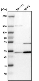 TPM3 Antibody in Western Blot (WB)