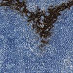 SPINK5 Antibody in Immunohistochemistry (IHC)