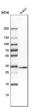 FAM49B Antibody in Western Blot (WB)