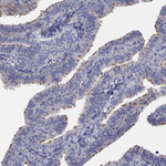 CFAP61 Antibody in Immunohistochemistry (Paraffin) (IHC (P))