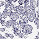 CFAP61 Antibody in Immunohistochemistry (Paraffin) (IHC (P))