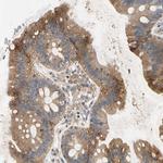 NDFIP2 Antibody in Immunohistochemistry (Paraffin) (IHC (P))