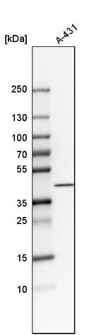 NDFIP2 Antibody in Western Blot (WB)