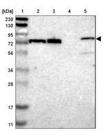 TTC14 Antibody in Western Blot (WB)