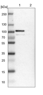 TTC14 Antibody in Western Blot (WB)