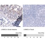 Laminin alpha-3 Antibody in Immunohistochemistry (Paraffin) (IHC (P))