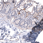 Laminin alpha-3 Antibody in Immunohistochemistry (Paraffin) (IHC (P))