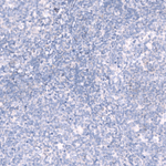 Laminin alpha-3 Antibody in Immunohistochemistry (Paraffin) (IHC (P))