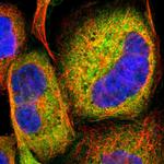 Laminin alpha-3 Polyclonal Antibody