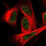 FAM189A1 Antibody in Immunocytochemistry (ICC/IF)